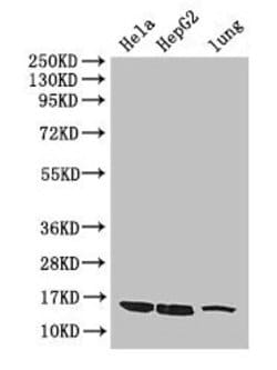 Invitrogen CISD2 Polyclonal Antibody 100 &mu;g; Unconjugated:Antibodies,