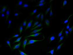 Invitrogen SLC35F5 Polyclonal Antibody 100 &mu;g; Unconjugated:Antibodies,