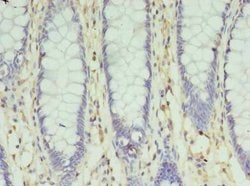 Invitrogen SLC35F5 Polyclonal Antibody 100 &mu;g; Unconjugated:Antibodies,
