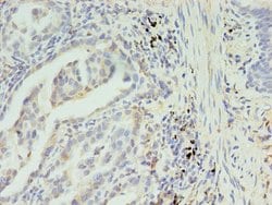 Invitrogen SLC35F5 Polyclonal Antibody 100 &mu;g; Unconjugated:Antibodies,