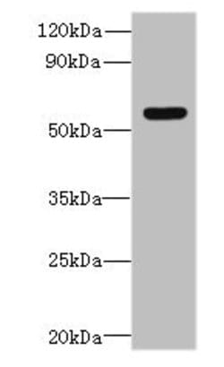 Invitrogen SLC35F5 Polyclonal Antibody 100 &mu;g; Unconjugated:Antibodies,