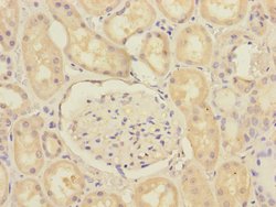 Invitrogen SCFD1 Polyclonal Antibody 100 &mu;L; Unconjugated:Antibodies,