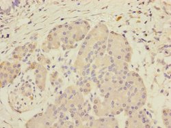 Invitrogen SCFD1 Polyclonal Antibody 100 &mu;L; Unconjugated:Antibodies,