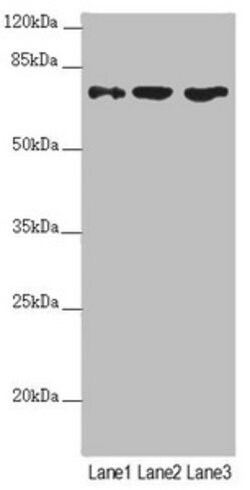 Invitrogen SCFD1 Polyclonal Antibody 100 &mu;L; Unconjugated:Antibodies,