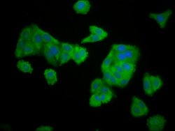 Invitrogen ELMOD3 Polyclonal Antibody 100 &mu;g; Unconjugated:Antibodies,