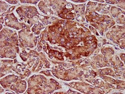 Invitrogen ELMOD3 Polyclonal Antibody 100 &mu;g; Unconjugated:Antibodies,