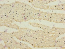 Invitrogen CRBN Polyclonal Antibody 100 &mu;L; Unconjugated:Antibodies,