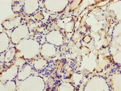 Invitrogen CRBN Polyclonal Antibody 100 &mu;L; Unconjugated:Antibodies,