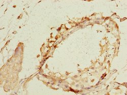 Invitrogen NEK11 Polyclonal Antibody 100 &mu;g; Unconjugated:Antibodies,