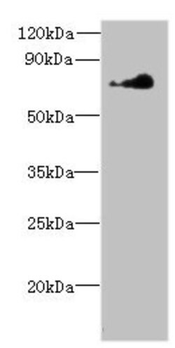Invitrogen NEK11 Polyclonal Antibody 100 &mu;g; Unconjugated:Antibodies,