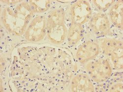 Invitrogen MTO1 Polyclonal Antibody 100 &mu;L; Unconjugated:Antibodies,
