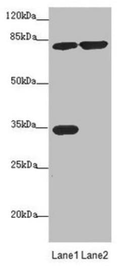 Invitrogen MTO1 Polyclonal Antibody 100 &mu;L; Unconjugated:Antibodies,