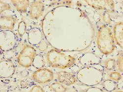 Invitrogen NELL1 Polyclonal Antibody 100 &mu;L; Unconjugated:Antibodies,