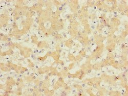 Invitrogen NELL1 Polyclonal Antibody 100 &mu;L; Unconjugated:Antibodies,