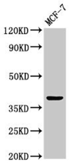 Invitrogen ATOH1 Polyclonal Antibody 100 &mu;g; Unconjugated:Antibodies,