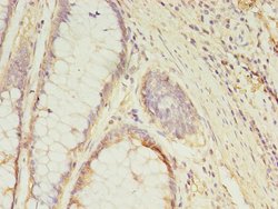 Invitrogen GCC1 Polyclonal Antibody 100 &mu;g; Unconjugated:Antibodies,