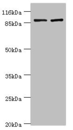 Invitrogen GCC1 Polyclonal Antibody 100 &mu;g; Unconjugated:Antibodies,