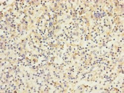 Invitrogen HVCN1 Polyclonal Antibody 100 &mu;L; Unconjugated:Antibodies,