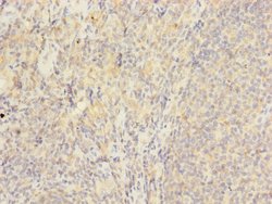 Invitrogen HVCN1 Polyclonal Antibody 100 &mu;L; Unconjugated:Antibodies,