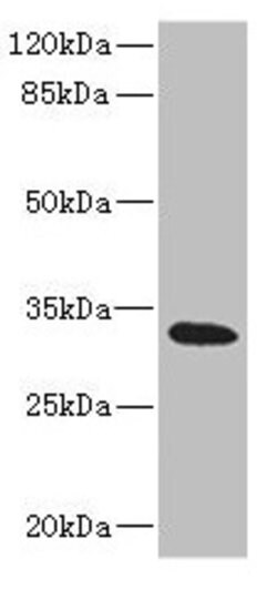 Invitrogen HVCN1 Polyclonal Antibody 100 &mu;L; Unconjugated:Antibodies,