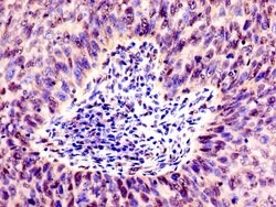 Invitrogen SMARCD1 Polyclonal Antibody 100 &mu;g; Unconjugated:Antibodies,