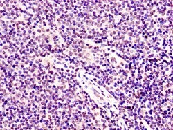Invitrogen SMARCD1 Polyclonal Antibody 100 &mu;g; Unconjugated:Antibodies,