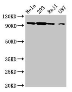 Invitrogen MASTL Polyclonal Antibody 100 &mu;g | Buy Online | Invitrogen&trade; | Fisher Scientific
