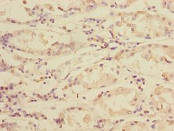 Invitrogen TXNDC5 Polyclonal Antibody 100 &mu;L; Unconjugated:Antibodies,