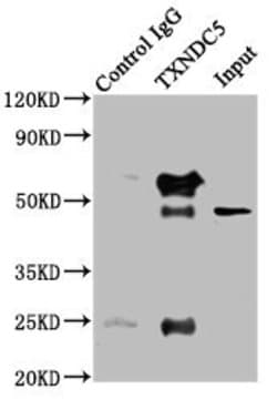 Invitrogen TXNDC5 Polyclonal Antibody 100 &mu;L; Unconjugated:Antibodies,