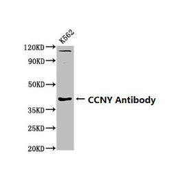 Invitrogen Cyclin Y Polyclonal Antibody 100 &mu;g; Unconjugated:Antibodies,