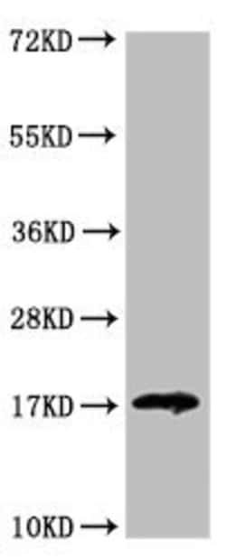 Invitrogen Galectin 14 Polyclonal Antibody 100 &mu;g; Unconjugated:Antibodies,