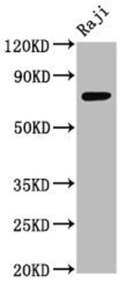 Invitrogen TSPEAR Polyclonal Antibody 100 &mu;g; Unconjugated:Antibodies,