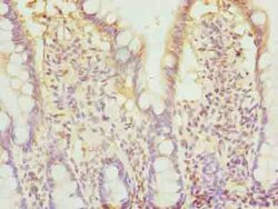 Invitrogen BTN2A2 Polyclonal Antibody 100 &mu;g; Unconjugated:Antibodies,