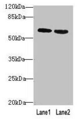 Invitrogen BTN2A2 Polyclonal Antibody 100 &mu;g; Unconjugated:Antibodies,