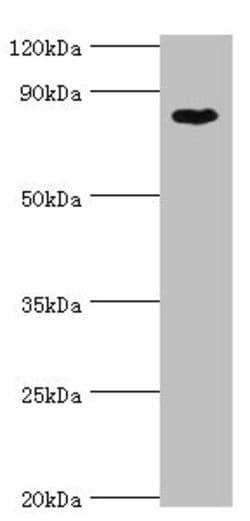 Invitrogen BAP1 Polyclonal Antibody 100 &mu;L; Unconjugated:Antibodies,