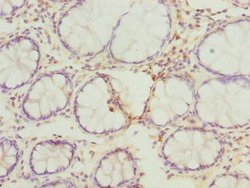 Invitrogen FAM82B Polyclonal Antibody 100 &mu;g; Unconjugated:Antibodies,