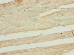 Invitrogen FAM82B Polyclonal Antibody 100 &mu;g; Unconjugated:Antibodies,
