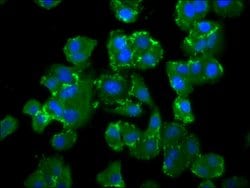 Invitrogen NEDD4L Polyclonal Antibody 100 &mu;g; Unconjugated:Antibodies,