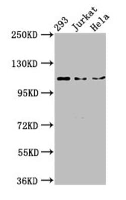 Invitrogen NEDD4L Polyclonal Antibody 100 &mu;g; Unconjugated:Antibodies,
