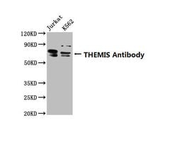 Invitrogen Themis Polyclonal Antibody 100 &mu;g; Unconjugated:Antibodies,