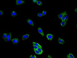 Invitrogen CD177 Polyclonal Antibody 100 &mu;g | Buy Online | Invitrogen&trade; | Fisher Scientific