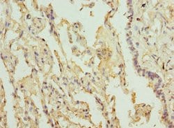 Invitrogen LILRB4 Polyclonal Antibody 100 &mu;L; Unconjugated:Antibodies,