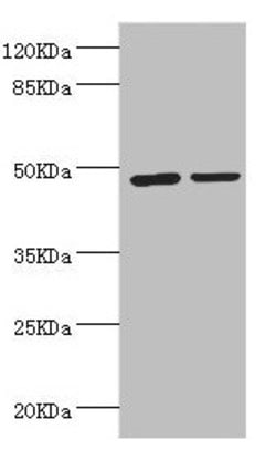 Invitrogen LILRB4 Polyclonal Antibody 100 &mu;L; Unconjugated:Antibodies,