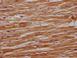Invitrogen RANBP9 Polyclonal Antibody 100 &mu;L; Unconjugated:Antibodies,