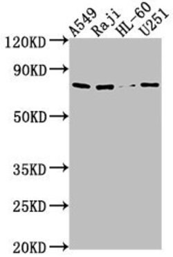 Invitrogen RANBP9 Polyclonal Antibody 100 &mu;L; Unconjugated:Antibodies,
