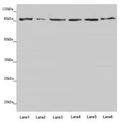 Invitrogen YME1L1 Polyclonal Antibody 100 &mu;L; Unconjugated:Antibodies,