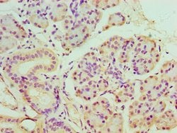 Invitrogen BANP Polyclonal Antibody 100 &mu;L; Unconjugated:Antibodies,
