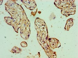Invitrogen BANP Polyclonal Antibody 100 &mu;L; Unconjugated:Antibodies,