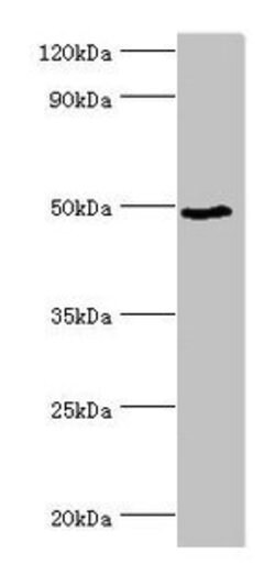 Invitrogen BANP Polyclonal Antibody 100 &mu;L; Unconjugated:Antibodies,