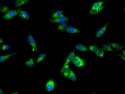 Invitrogen SPPL2A Polyclonal Antibody 100 &mu;g; Unconjugated:Antibodies,